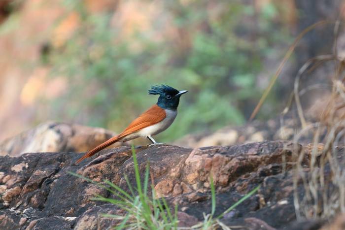 Indian Paradise Flycatcher