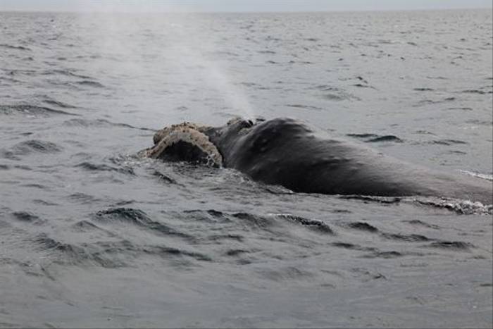 Southern Right Whale (David Harris)