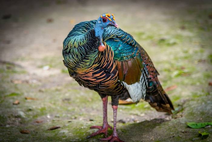 Ocellated Turkey, Tikal shutterstock_552697279.jpg