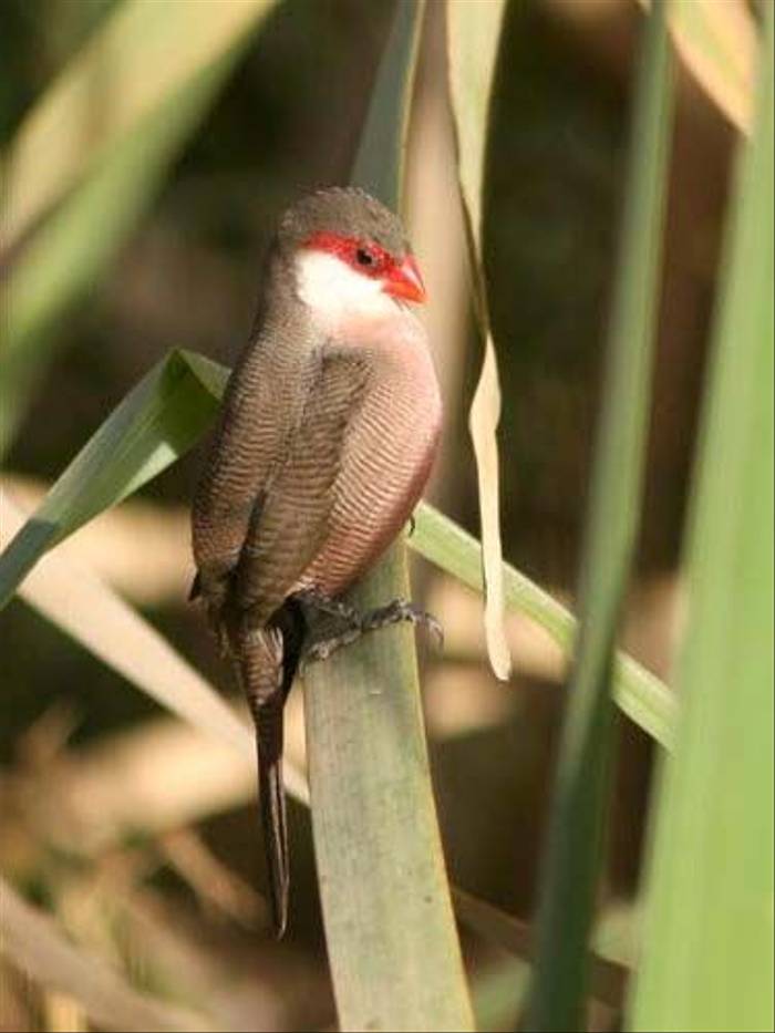 Common Waxbill (Julia Casson)