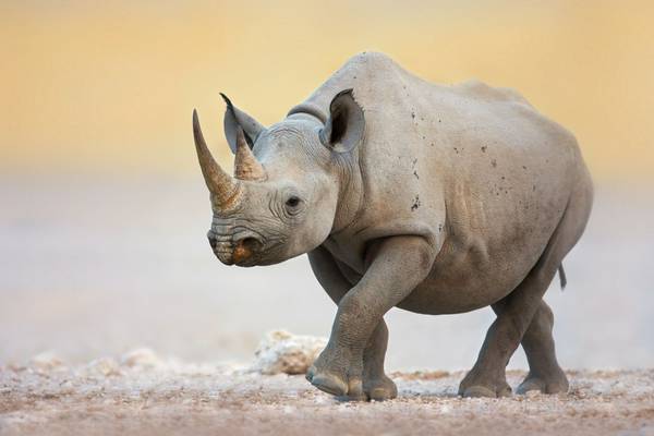 Black Rhinoceros, Ethosha NP, Namibia (Johan Swanepoel).jpg