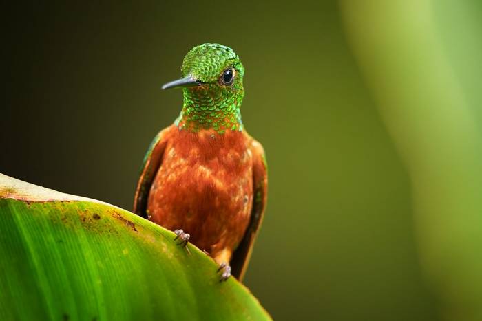 Chestnut-breasted Coronet, Ecuador shutterstock_352651388.jpg