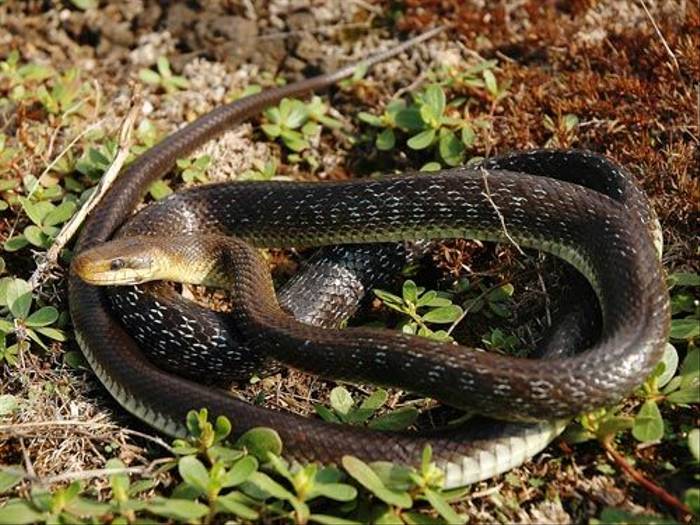 Large Whip Snake (David Morris)