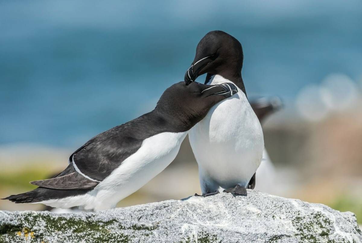 Razorbills, UK shutterstock_671017006.jpg