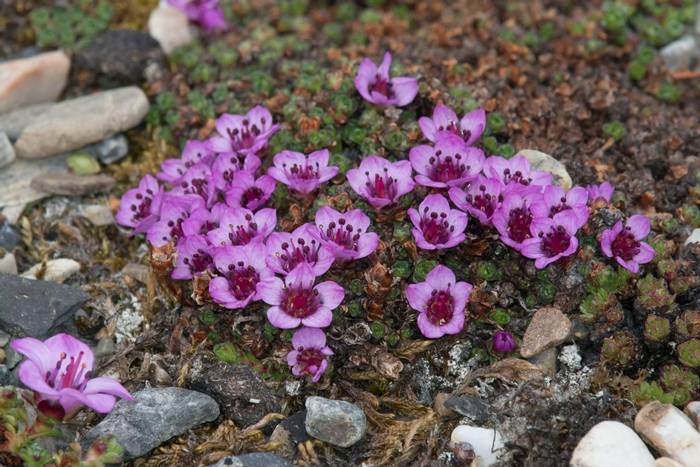 Purple Saxifrage.jpg