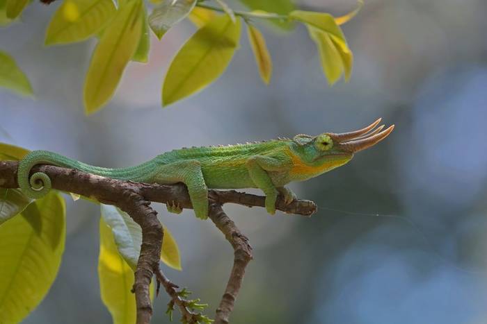 Jackson's Three-horned Chameleon (Trioceros jacksonii) male © Laura and Bobby Bok, April 2026