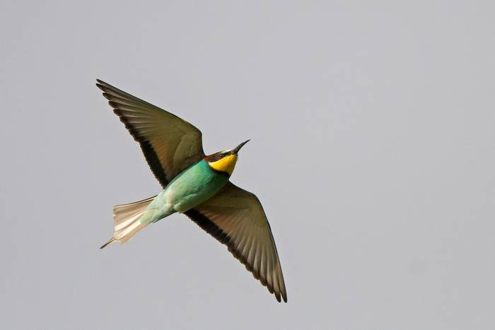 European Bee-eater (Mike Vickers)