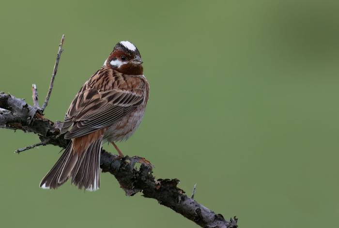Pine Bunting © Chris Griffin, May 2025