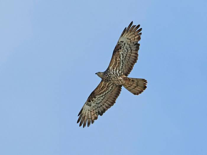 Honey Buzzard shutterstock_1186296049.jpg