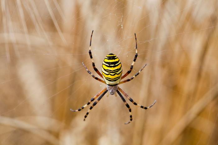 Wasp Spider