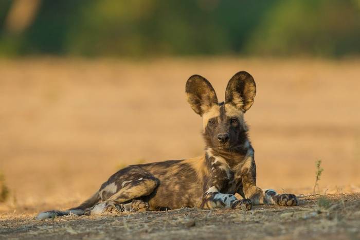African Wild Dog pup. Shutterstock..jpg