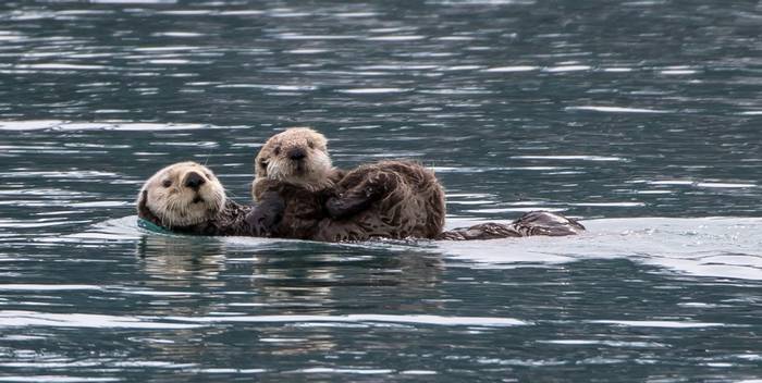 Sea otter, mother with pup © Peter Stott