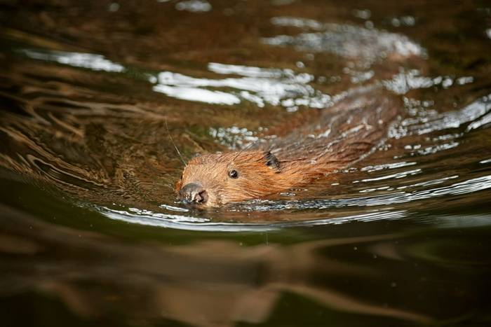 European Beaver shutterstock_517871254.jpg European Beaver shutterstock_517871254.jpg