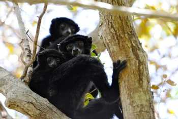 Perrier's Sifakas, Analamenara (Stephen Woodham)