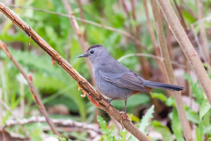 Grey Catbird, Ohio shutterstock_1738251914.jpg