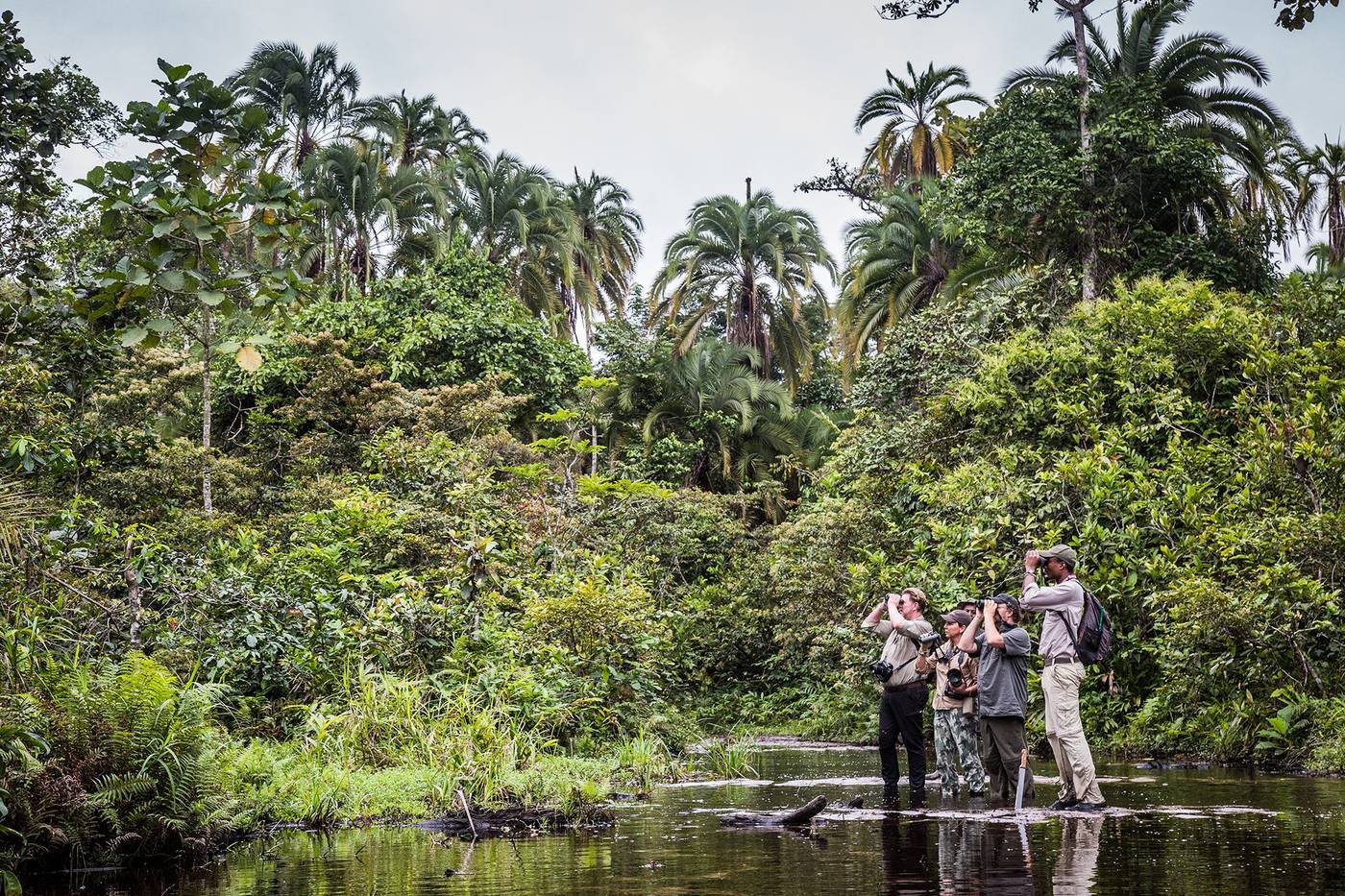 West Africa’s Forests – A Realm of Remarkable Biodiversity
