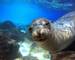 Ecuador&Galapagos-Seal-AdobeStock_54637272.jpeg