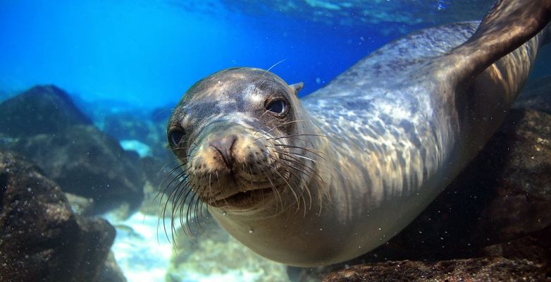 Galápagos and Ecuador experience