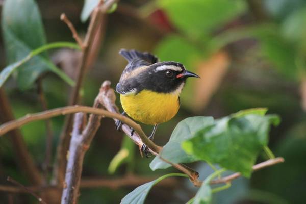 Bananaquit (Andrew & Ruth Lapworth).jpg