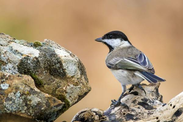 Montenegro - Sombre Tit on rocks (2) shutterstock_552160174 (1).jpg