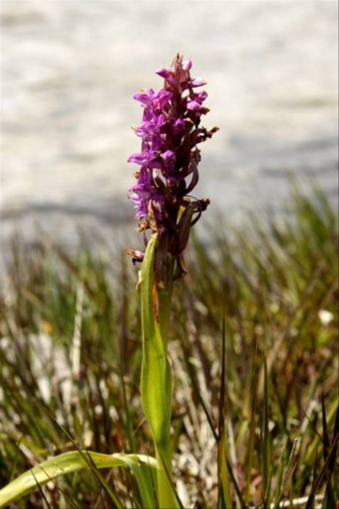 Early Marsh Orchid, Dactylorhiza incarnata (Maureen Ponting)