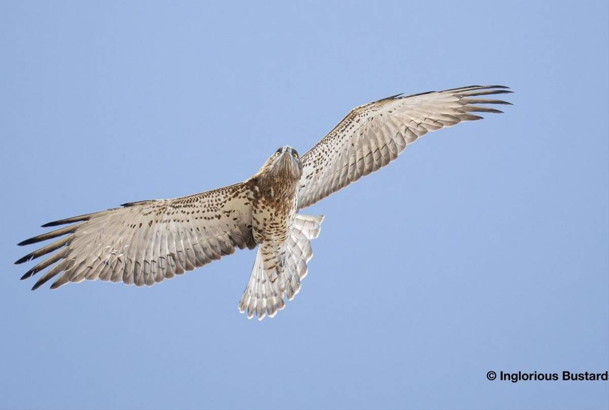 Short-toed Eagle.jpg