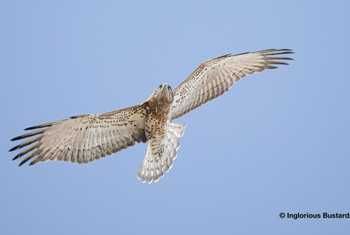 Short-toed Eagle.jpg