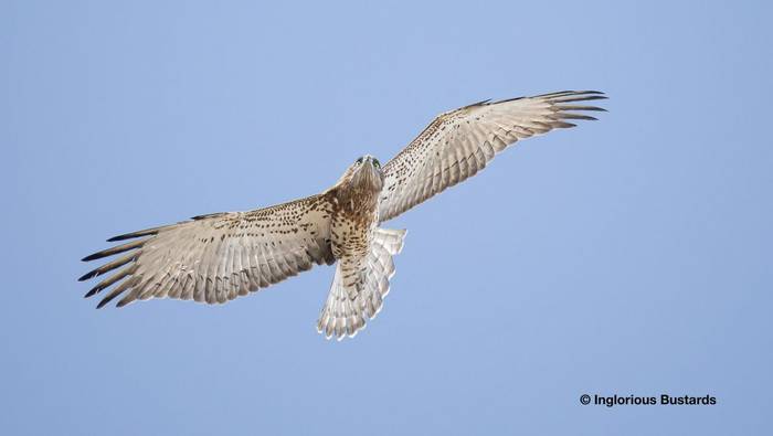 Short-toed Eagle.jpg