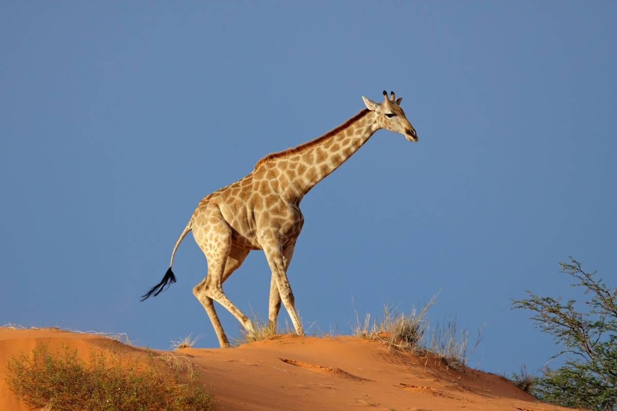 Giraffe, Kalahari Desert, South Africa