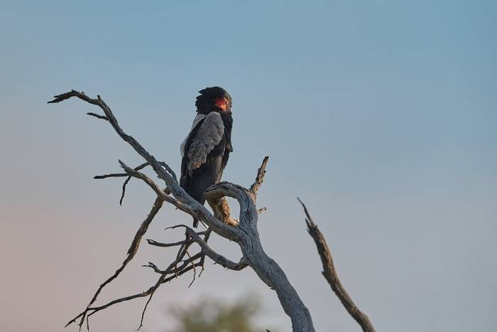 Bateleur, Kgalagadi, Botswana shutterstock_623038661.jpg