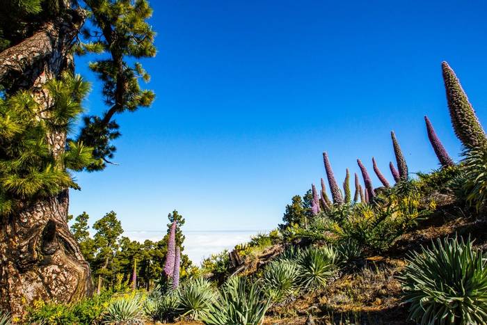 Echium wildpretii, Tajinaste, Caldera de Taburiente National Park, La Palma