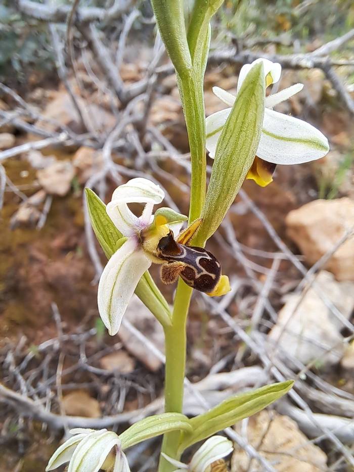 Ophrys scolopax subsp. scolopax © Mr M-A Dakhli