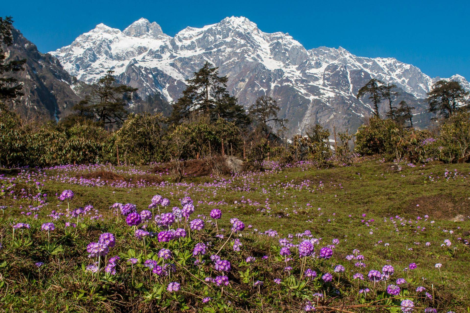India - Spring Flowers of Sikkim, Darjeeling & Kalimpong - Naturetrek