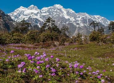 India - Spring Flowers of Sikkim, Darjeeling & Kalimpong