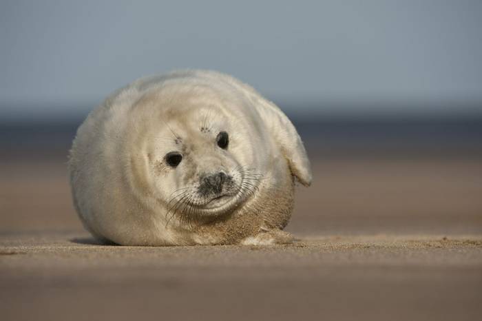 Grey Seal pup shutterstock_103340123.jpg