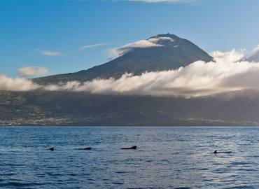 Great Whales of the Azores (Pico)