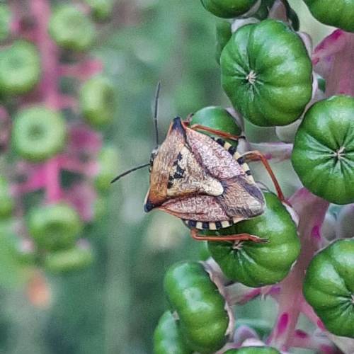 Hemiptera Portugal 