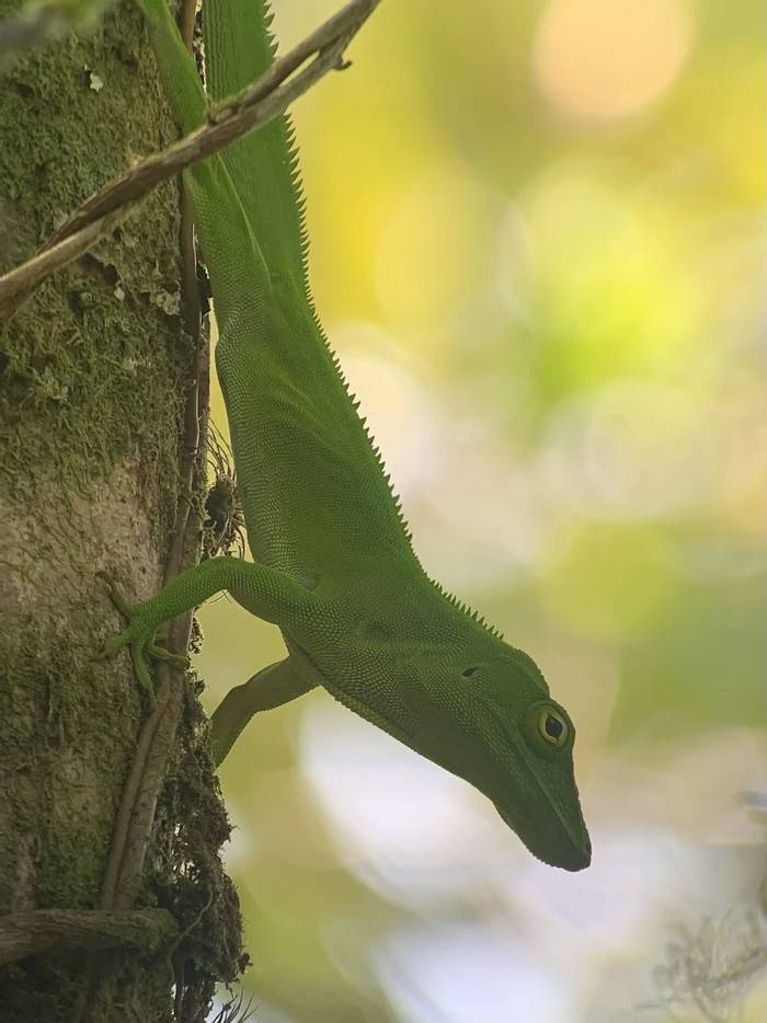 Jamaican Giant Anole © Andy Smith