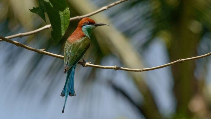 Rufous-crowned Bee-eater