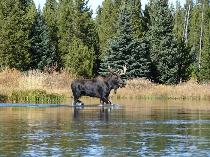 Moose, Yellowstone National Park, USA shutterstock_728631976.jpg