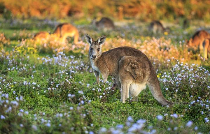 A wild kangaroo grazing in a field with other kangaroos and joeys around.