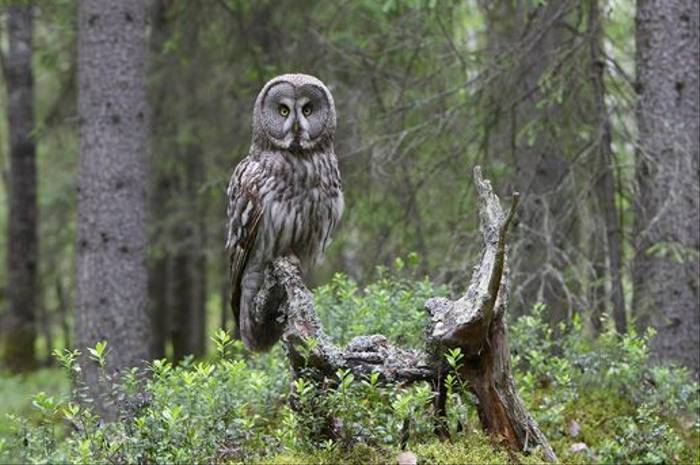 Great Grey Owl (Jari Peltomaki)