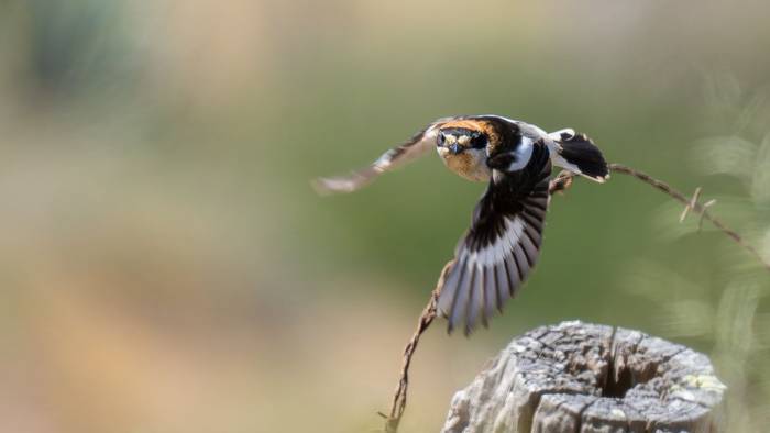 Woodchat Shrike (Simon Tonkin) (3).jpg