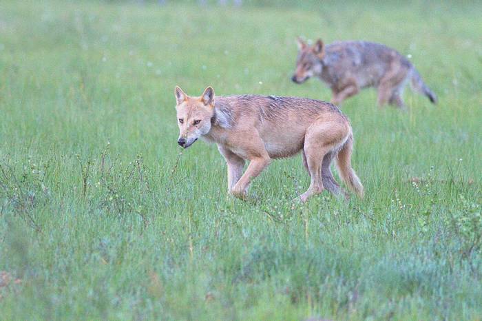 Alpha wolves approaching the baiting area © Jan Kelchtermans.jpg