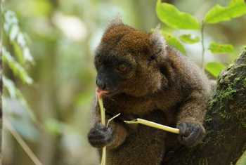 Greater Bamboo Lemur (Ed Drewitt)