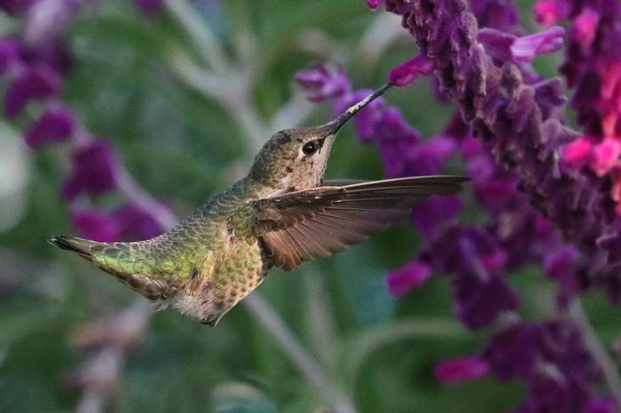 Anna's Hummingbird (Jon Isaacs)