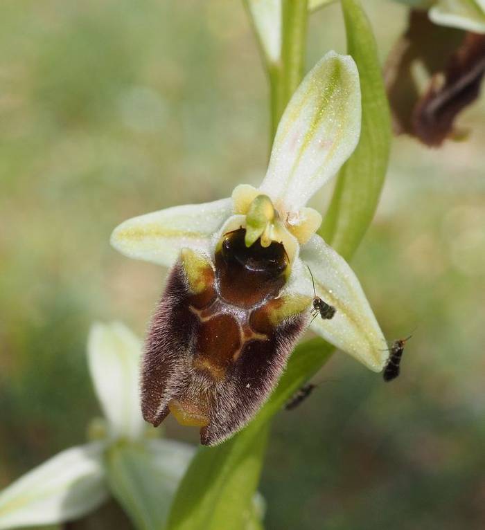 Ophrys Levantina Yiannis