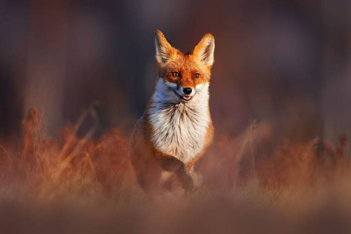 Red Fox