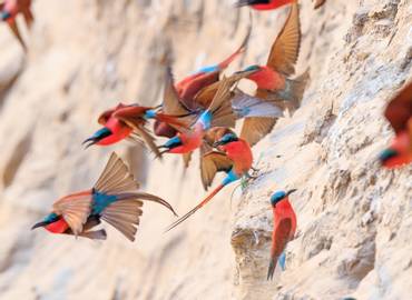 Zambia's South Luangwa National Park (Birds)