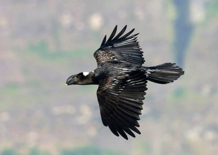 Thick-billed Raven